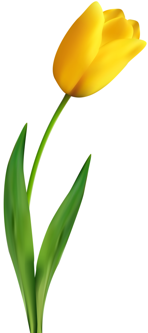 Yellow Tulip Flower PNG Plant Free Download