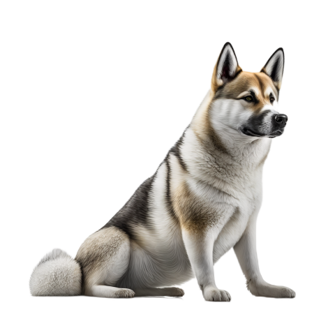 Dog akita inu white transparent PNG Free Image