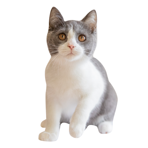 British short blue and white PNG free
