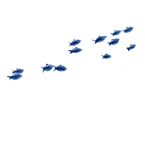 Cartoon fish group png download PNG Free Download