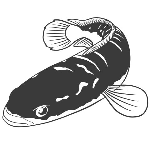 Toman snakehead fish PNG Free Download