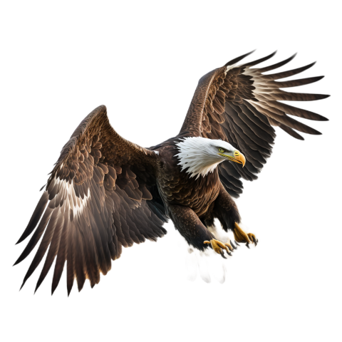 Flying eagle feather white background PNG Free Downlaod