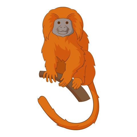 Golden lion tamarin icon cartoon PNG Free Download