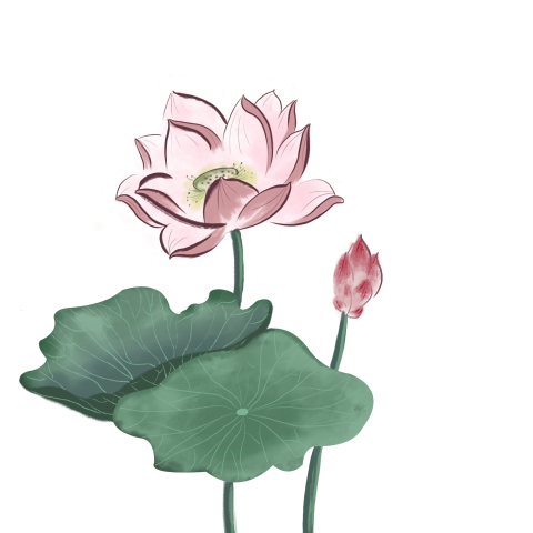HD Watercolor Lotus PNG Flower With No Background