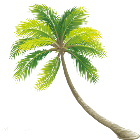 Date Palm Tree PNG Free Photo Download