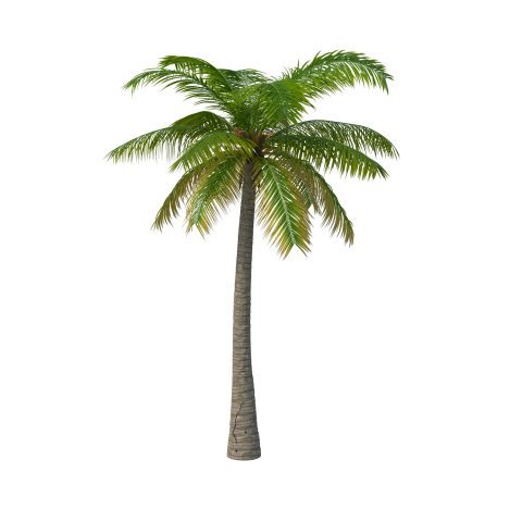 Coconut Palm Tree PNG Picture On Download Free