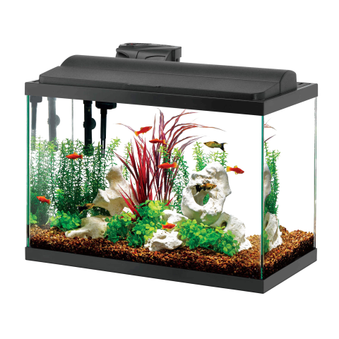 Beautiful Aquarium scence PNG Download Free Image