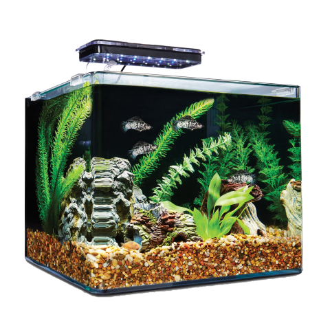 Aesthetic Aquarium PNG Image Free Download