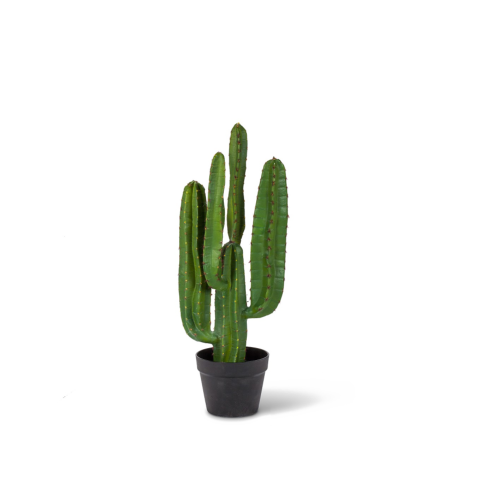 Saguaro Cactus PNG Plant On Transparent Image Free Download