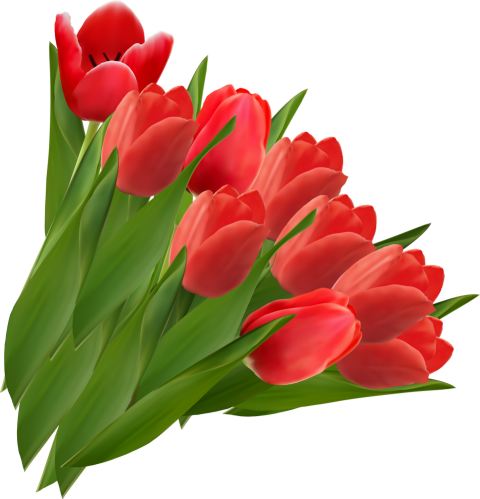 Download Tulip PNG Picture On White Background